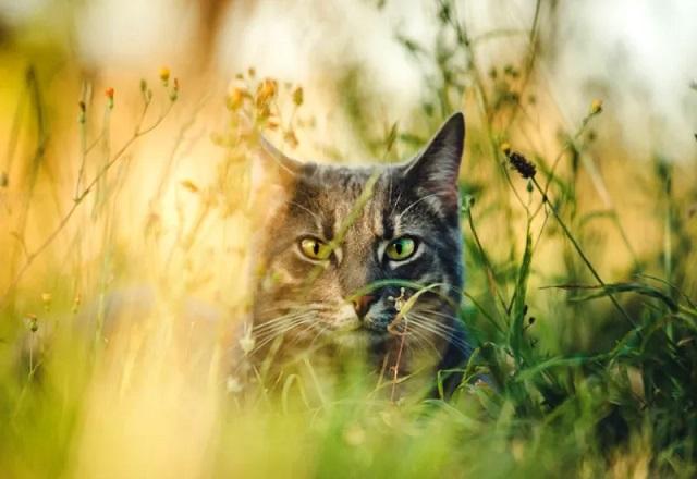 Le chat chamane